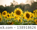 Sunflowers in full bloom in an agricultural field create a sea of yellow 138918626
