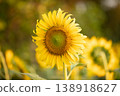 Close-up perspectives of blooming sunflowers in summer, highlighting texture, color contrast, and natural patterns 138918627