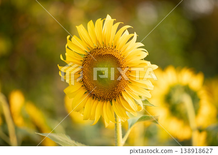 Close-up perspectives of blooming sunflowers in summer, highlighting texture, color contrast, and natural patterns Close-up perspectives of blooming sunflowers in summer, highlighting texture, color contrast, and natural patterns 138918627