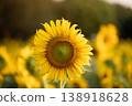 Close-up perspectives of blooming sunflowers in summer, highlighting texture, color contrast, and natural patterns 138918628