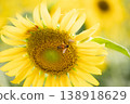 Close-up of a honey bee pollinating a sunflower, showcasing the vital relationship between bees and flower reproduction 138918629