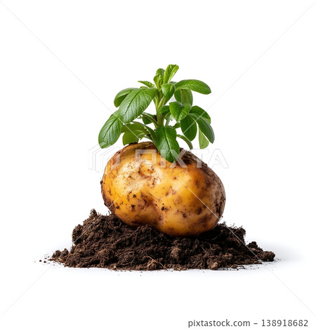 Fresh potato with green sprout emerging from rich dark soil isolated on white background Fresh potato with green sprout emerging from rich dark soil isolated on white background 138918682