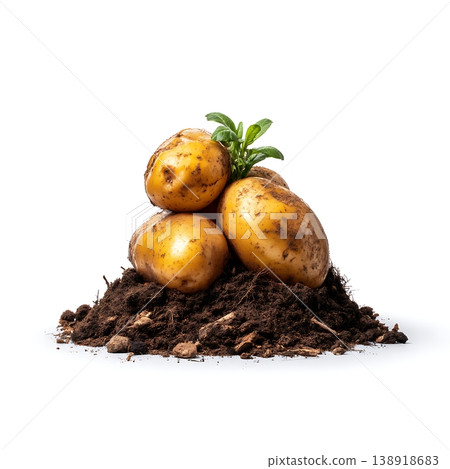 Freshly Harvested Potatoes with Green Leaves on a Bed of Rich Brown Soil and Dirt 138918683