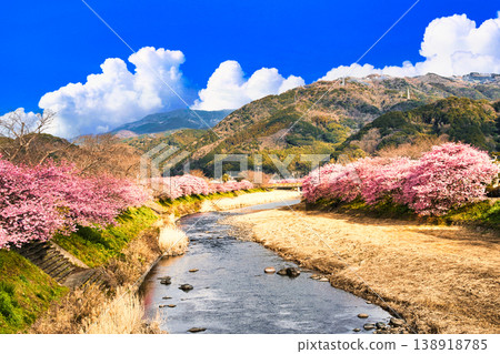 Kawazu cherry blossoms in full bloom combined with clouds 138918785