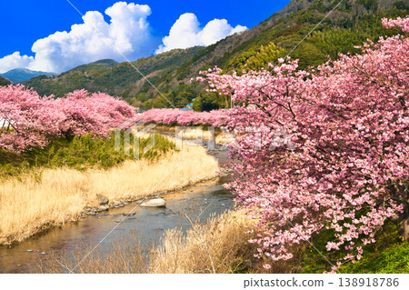 Kawazu cherry blossoms in full bloom combined with clouds 138918786