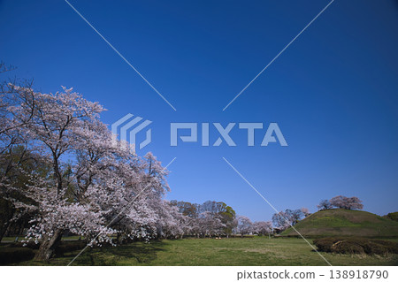 藍天和櫻花 138918790