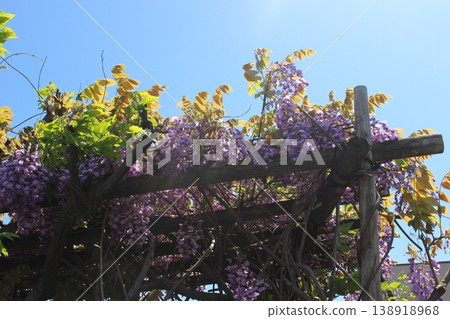 Wisteria flowers shining in the blue sky Wisteria flowers shining in the blue sky 138918968