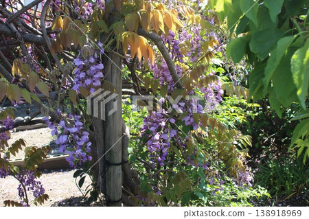 Wisteria flowers shining in the blue sky Wisteria flowers shining in the blue sky 138918969