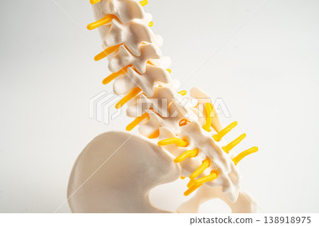 Lumbar spine, spinal nerve and human back bone. Lumbar spine, spinal nerve and human back bone. 138918975