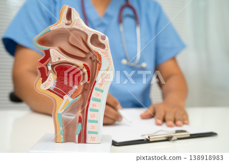 Asian doctor with nasal oral throat cavity neck human anatomy model for study diagnosis and treatment in hospital. 138918983