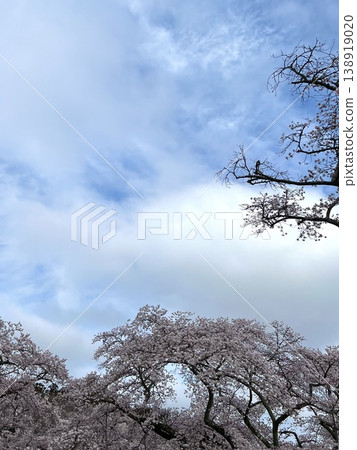 藍天櫻花背景素材。春季主題，適用於入學/畢業典禮和新開始（留有文字空間）。 138919020