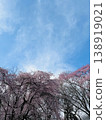 藍天白雲，櫻花盛開：春日美景素材 138919021