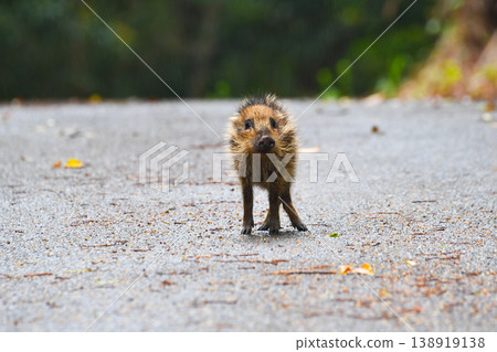 Ryukyu wild boar piglets 138919138