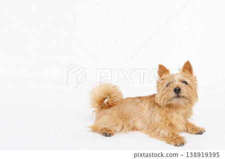 Large copy space on a white background: Norwich Terrier 138919395