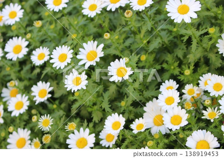 White flower chamomile White flower chamomile 138919453
