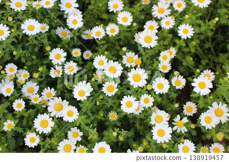White flower chamomile White flower chamomile 138919457
