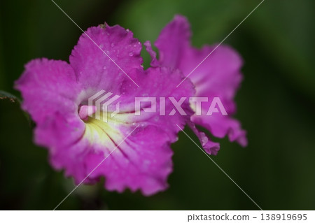 被雨水打濕的苦苣苔花 138919695