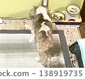 一隻西施犬正在吃東西（從後面拍攝） 138919735