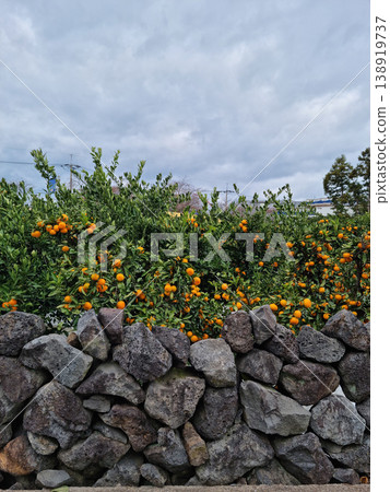 A citrus plantation and a stone wall made of basalt. 138919737