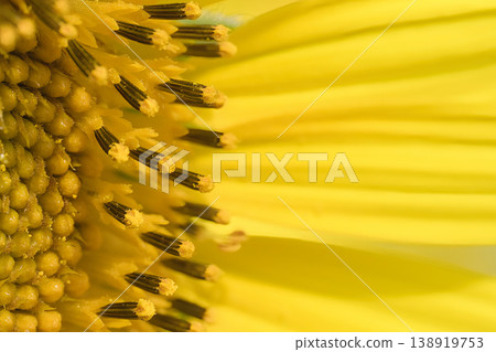 Yellow sunflower close-up Yellow sunflower close-up 138919753