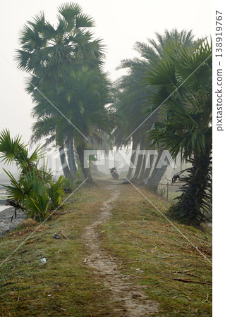 Foggy morning rural path lined with tall palm trees and a motorcycle in the distance 138919767