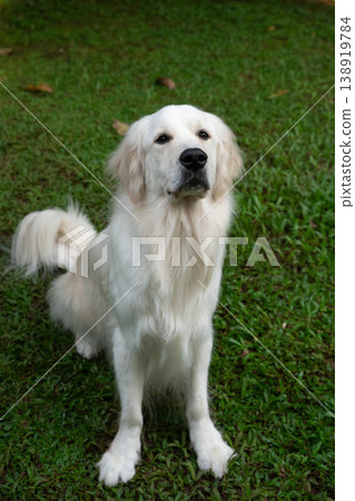 Outdoor portrait of a sitting Golden Retriever dog 138919784