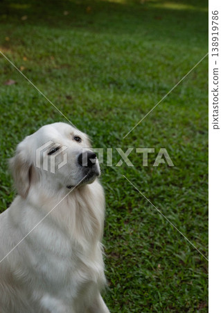 Outdoor portrait of a sitting Golden Retriever dog Outdoor portrait of a sitting Golden Retriever dog 138919786