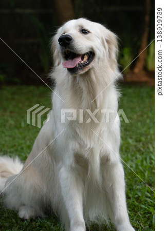 Outdoor portrait of a sitting Golden Retriever dog Outdoor portrait of a sitting Golden Retriever dog 138919789
