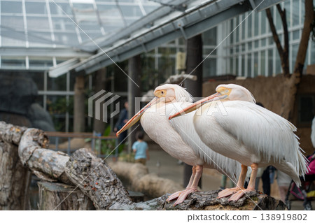 Landscape with Pelicans Landscape with Pelicans 138919802
