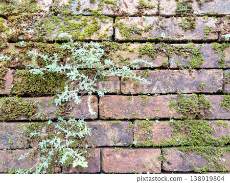 Old Brick Wall with Green Moss and Plants Old Brick Wall with Green Moss and Plants 138919804
