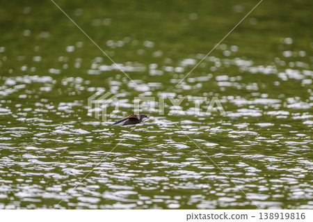 The fastest bird in horizontal flight is the blue-tailed swift 138919816