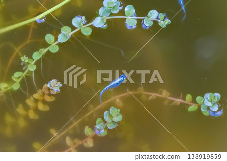 A vibrant blue medaka fish swims gracefully among the aquatic plants. 138919859