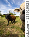 Vibrant farm scene featuring playful sheep and lush trees 138919928