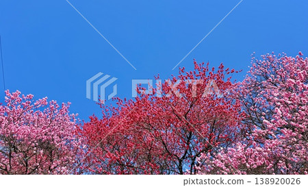 春日的天空被桃樹鮮豔的紅粉色花朵裝飾得格外明亮。 <長野縣下名郡阿知村/晝神溫泉> 春日的天空被桃樹鮮豔的紅粉色花朵裝飾得格外明亮。 <長野縣下名郡阿知村/晝神溫泉> 138920026