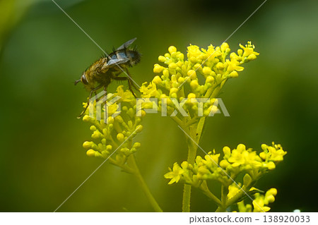 A fly sucking nectar from a Patrinia scabiosifolia flower. A fly sucking nectar from a Patrinia scabiosifolia flower. 138920033