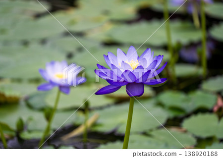 Water lily petals Water lily petals 138920188