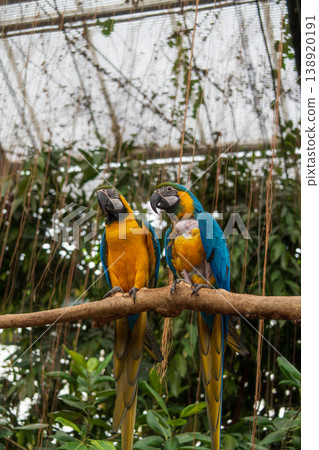 Colorful Ruri Macawo Colorful Ruri Macawo 138920191
