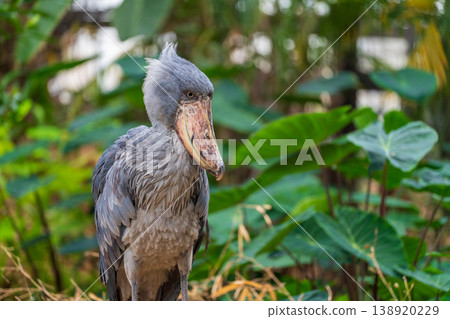 一隻不移動Hashibishirou的鳥 一隻不移動Hashibishirou的鳥 138920229