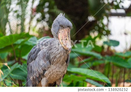 一隻不移動Hashibishirou的鳥 一隻不移動Hashibishirou的鳥 138920232