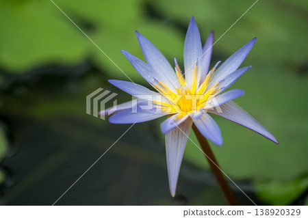 睡蓮花瓣 138920329