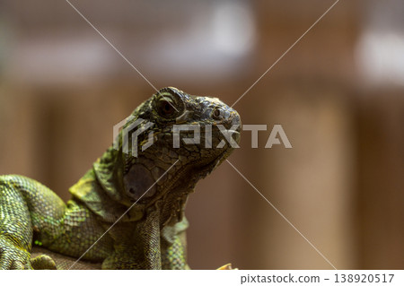 Green iguana 138920517
