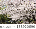 Cherry blossoms at Minami Oita Sports Park 138920690