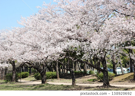 Cherry blossoms at Minami Oita Sports Park Cherry blossoms at Minami Oita Sports Park 138920692