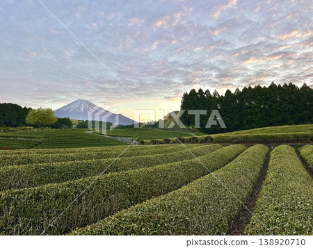 Mount Fuji as seen from a tea plantation in spring 138920710