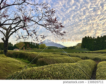 Mount Fuji and spring tea plantation Mount Fuji and spring tea plantation 138920711