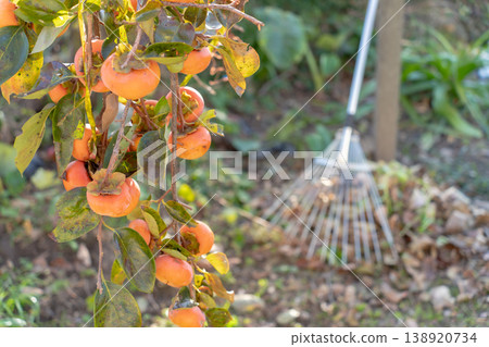 Persimmons and garden rakes 138920734