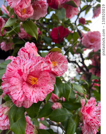 The Genpei camellia, which produces two-colored flowers from a single tree; the camellia flower, as showy as a rose; the camellia flower, with its deep red and variegated pink blossoms. 138920819