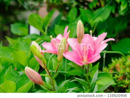 百合花圖片 百合花圖片 138920906