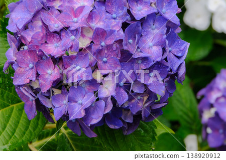 Vibrant blue-purple hydrangeas glistening with raindrops after the rain. 138920912