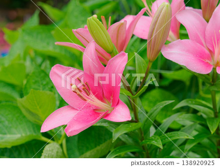Lily flower image 138920925